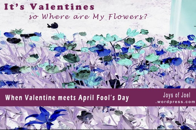 valentines day, joys of joel poems, poem about flowers, valentines, poetry, quote about valentines