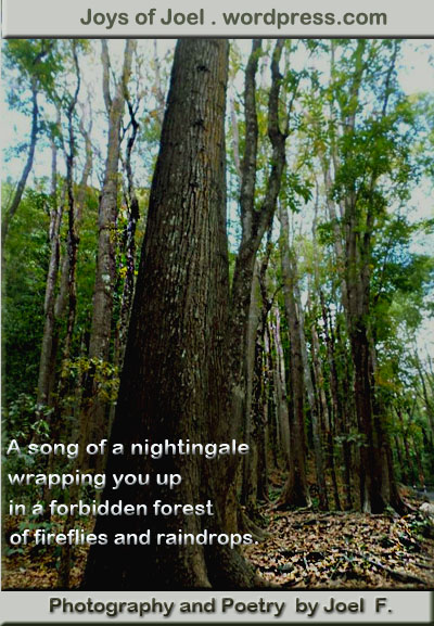 poem about temptation, photo of trees and forest, joys of joel poems, nature photography