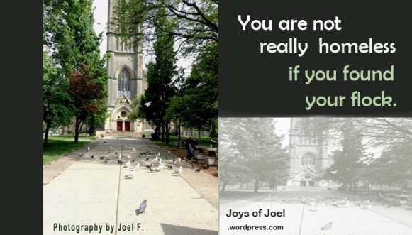 finding your flock, belongingness, joys of joel poem, the homeless pigeons